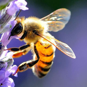 api lunigiana toscana ambiente