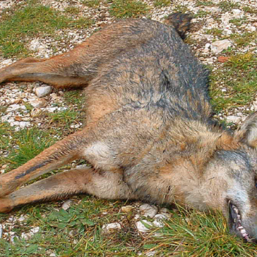 lupo ucciso morto