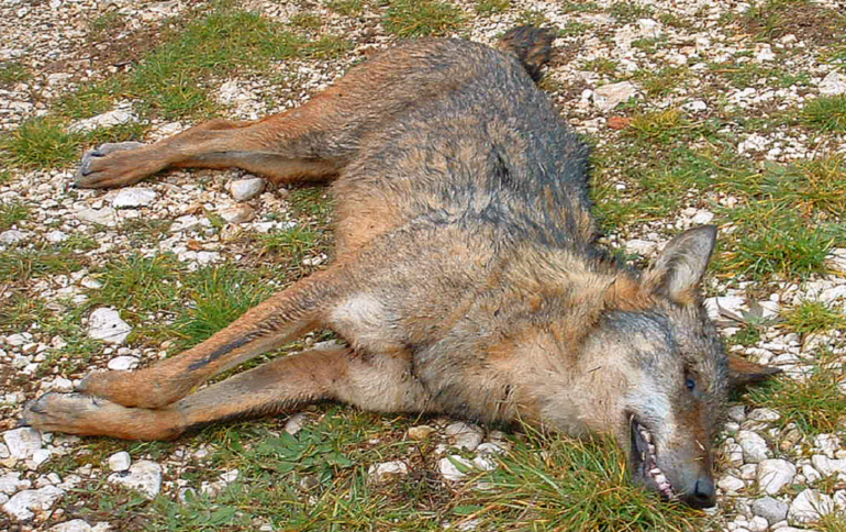 lupo ucciso morto