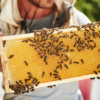 Giornata mondiale delle api: è SOS miele con +182% di pioggia e sbalzi termici
