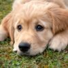Il patentino per diventare proprietario di cani