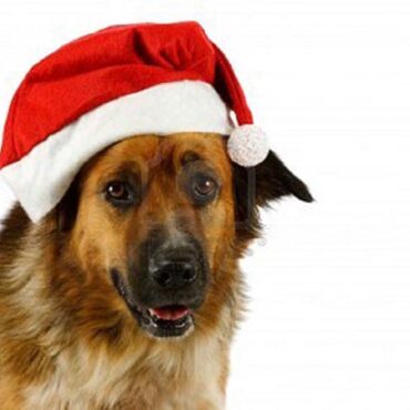 10952309 portrait of a mixed breed christmas dog on white background