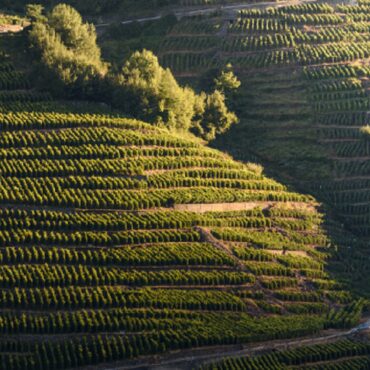 terrazzamenti della valtellina 1