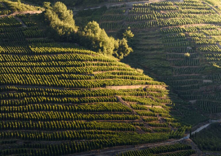 terrazzamenti della valtellina 1