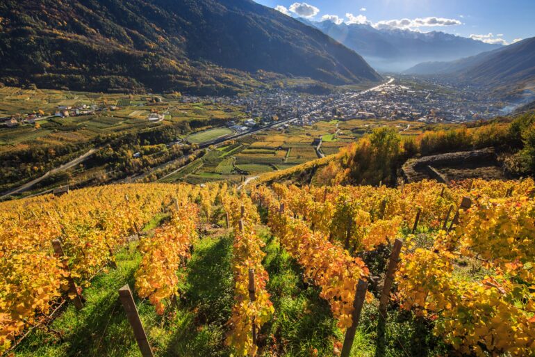 terrazzamenti valtellina