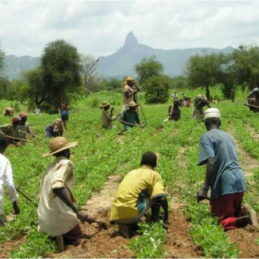 africa agricoltura