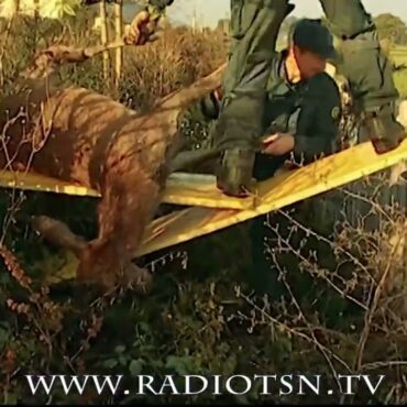 Incidenti con fauna selvatica, dal 15 via alle richieste di rimborso danni