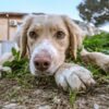 AL CANILE/GATTILE ENPA DI BUSTEGGIA, CERCANO CASA… DISPERATAMENTE