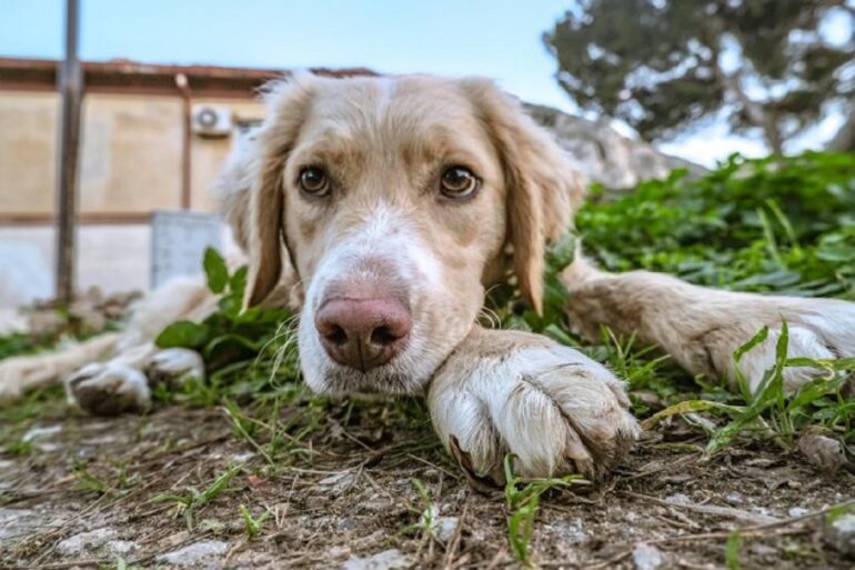 cane e1630001085358