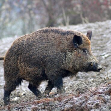 cinghiale