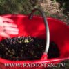 Olive, per la prossima raccolta il frantoio di Valle