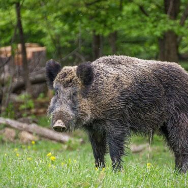 Wildschwein Nahe Pulverstampftor