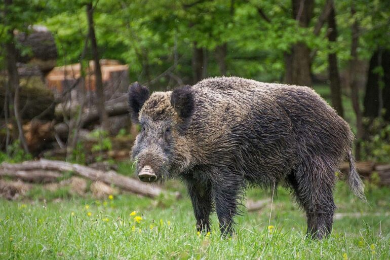 Wildschwein Nahe Pulverstampftor