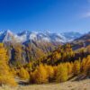 LA RETE DEGLI ORTI BOTANICI DELLA LOMBARDIA CELEBRA IL SUO PATRIMONIO ARBOREO IN OCCASIONE DELLA GIORNATA NAZIONALE DEGLI ALBERI 2024 RACCONTANDO IL PROFONDO LEGAME TRA UOMO E NATURA      