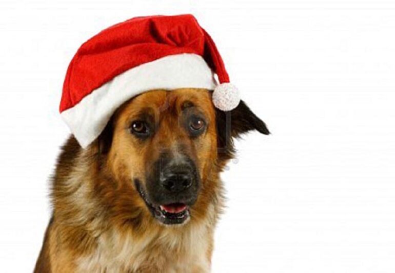 10952309 portrait of a mixed breed christmas dog on white background