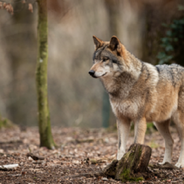 il sistema ecologico roma natura fauna lupo 400x266 1