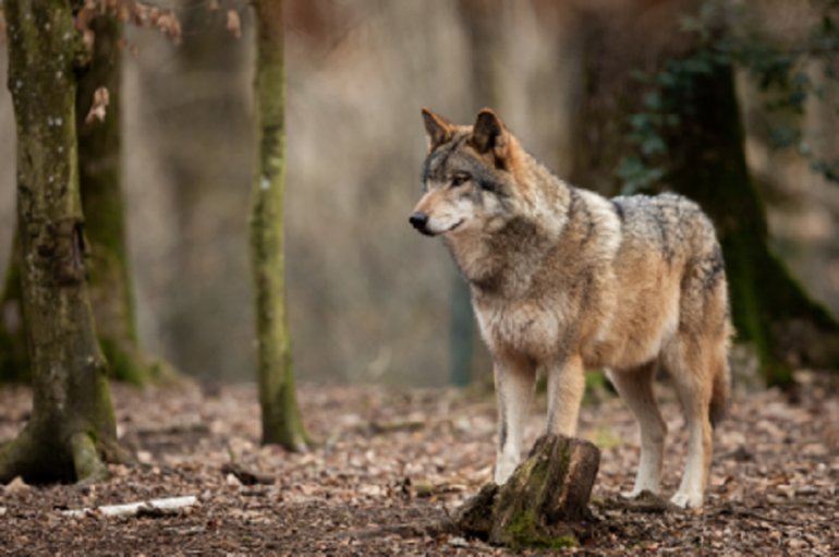 il sistema ecologico roma natura fauna lupo 400x266 1