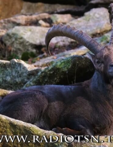 Lupi, problema ibridi. Orobie ”casa” degli stambecchi