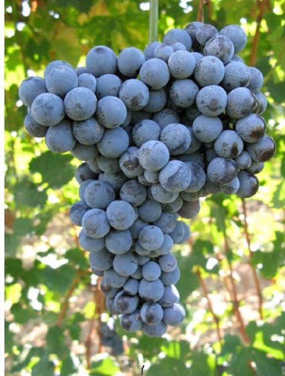 nebbiolo