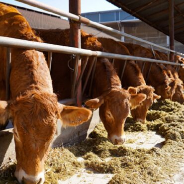 AGRICOLTURA. ASSESSORE BEDUSCHI: 4,2 MILIONI DI EURO PER LA PROMOZIONE DEI PRODOTTI DI QUALITÀ