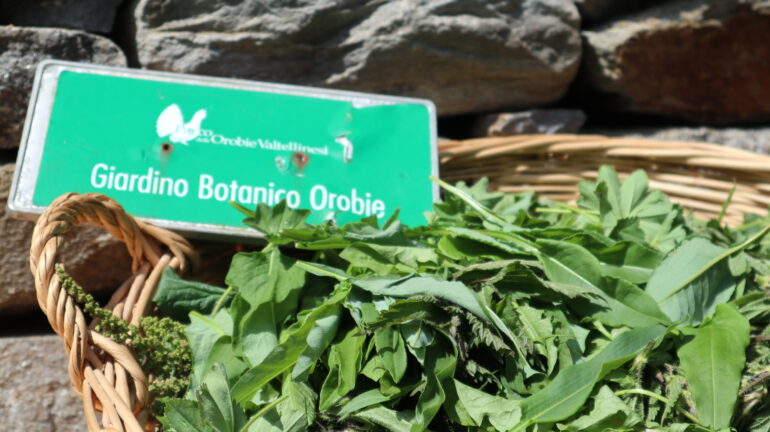 erbe spontanee alimentari