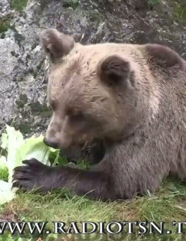 A tu per tu con l’orso. ”Potrebbe ricapitare”