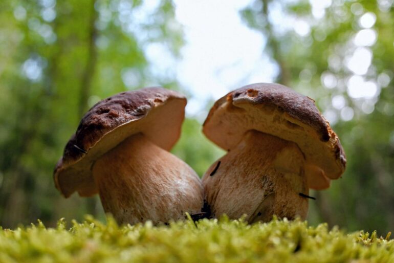funghi ispettorato micologico