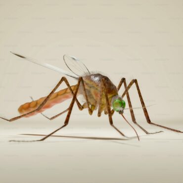 West Nile Virus in avifauna selvatica in provincia di Sondrio: ATS della Montagna rassicura la cittadinanza