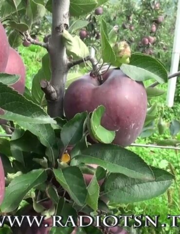 Mele, buona annata ma il futuro resta incerto