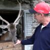 Addio al cervo Bambi: la sua storia ha commosso tutta Italia