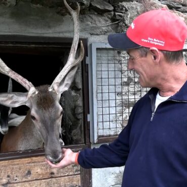 Addio al cervo Bambi: la sua storia ha commosso tutta Italia