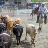Valsassina Country Festival 2025: a Barzio la 10ª edizione insieme alle Manifestazioni Zootecniche Valsassinesi