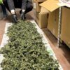 Carabinieri: arrestato in Alta Valle con 3 kg di marijuana e funghetti allucinogeni