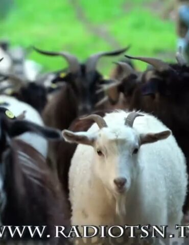 Valchiavenna. Contro i predatori il pastore di comunità