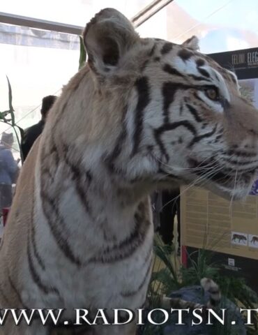 Sondrio Festival 2025, la natura si prepara ai Giochi