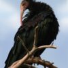 Bracconaggio in Valtellina: abbattuti due Ibis eremita, specie in pericolo critico