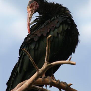 Bracconaggio in Valtellina: abbattuti due Ibis eremita, specie in pericolo critico