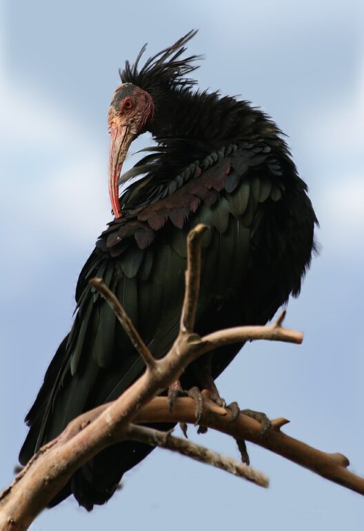 Waldrapp Geronticus eremita
