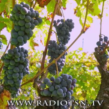 Strade dei vini e sapori. Snider: “C’è nuovo regolamento”