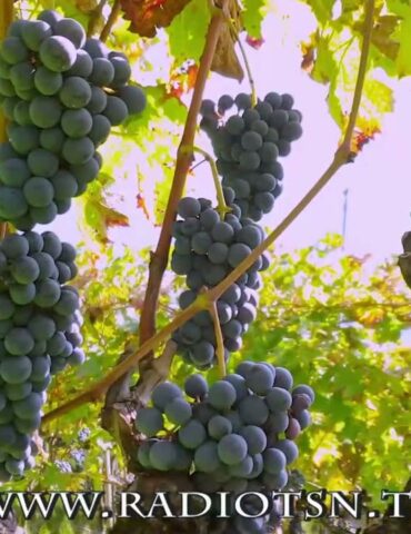 Strade dei vini e sapori. Snider: “C’è nuovo regolamento”