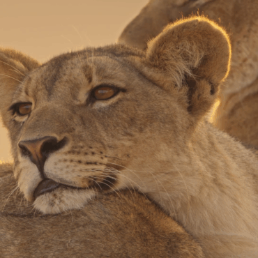 Sondrio Festival, numeri e gradimento da record dopo la prima settimana