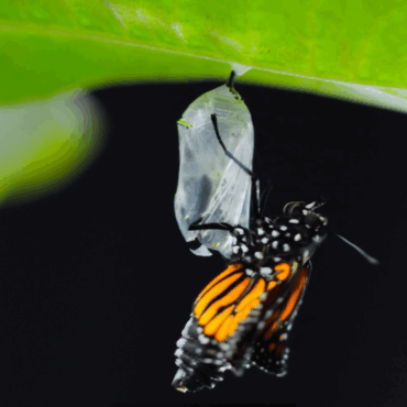XXXIX Sondrio Festival: giovani e ambiente protagonisti della seconda serata