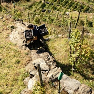 Valtellina Vendemmia 2025: annata positiva e uve di qualità