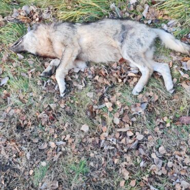 Lupo investito in Valchiavenna: concluse le prime analisi. Provincia al lavoro su accertamenti e supporto agli allevatori