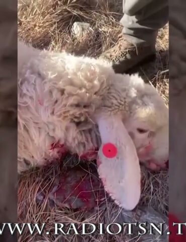 Lupo investito in Valchiavenna