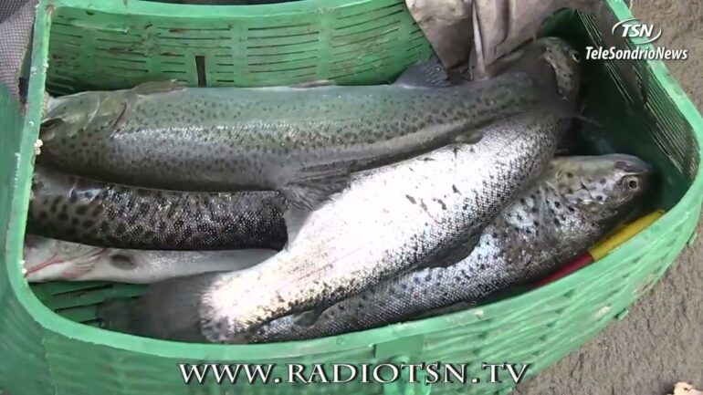 Pesca in Lombardia, scontro in Consiglio regionale: bocciato l'emendamento di Fratelli d'Italia sul "segna catture" digitale 1 Nut48pYqg 8
