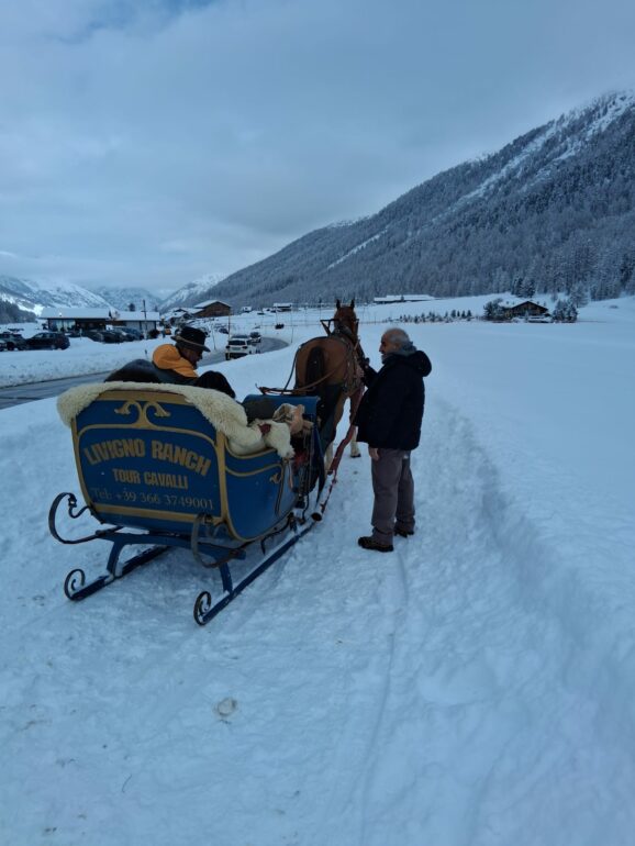 In corso oggi a Livigno “Alpi e Cavalli”: spettacolo tra cavalli, auto storiche e tradizione alpina 3 cavalli
